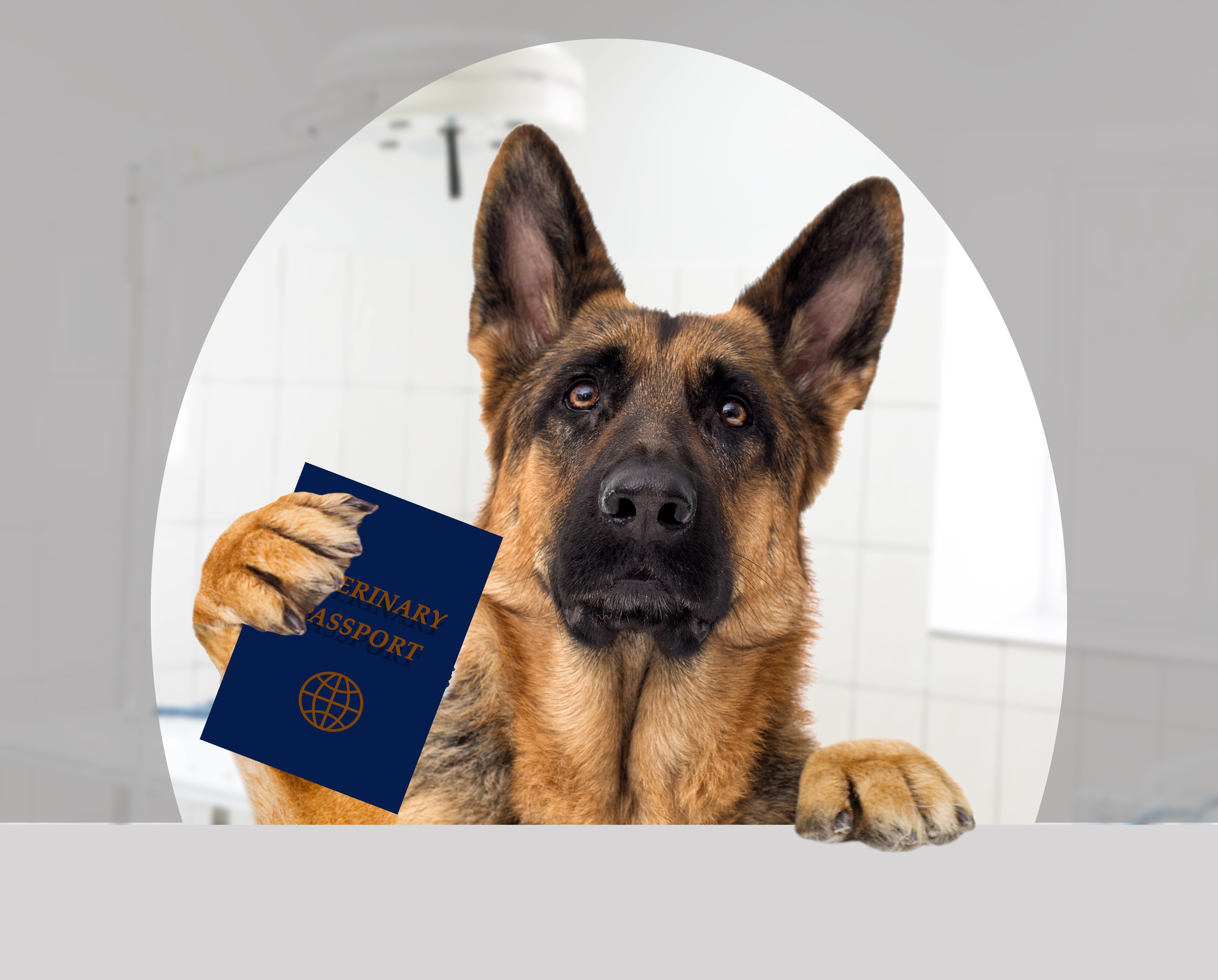 German Shepherd holding a veterinary passport — pet emergency preparedness